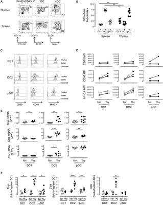 Tissue-Specific Factors Differentially Regulate the Expression of Antigen-Processing Enzymes During Dendritic Cell Ontogeny